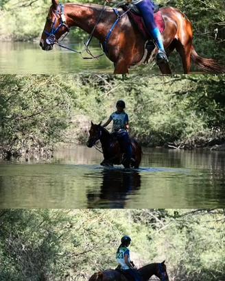 Cavallo Arabo -Sardo di anni 9