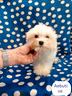 maltese-cucciolo-linea-coreano