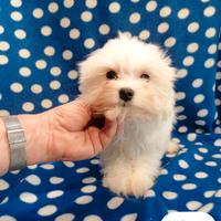 Maltese cucciolo linea coreano