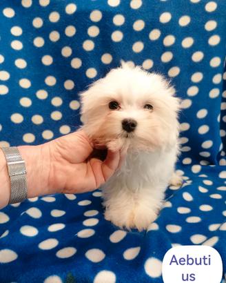 Maltese cucciolo linea coreano