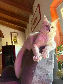 Rehoming maschio di Maine Coon