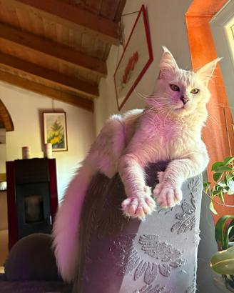 Rehoming maschio di Maine Coon