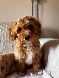Cuccioli Maltipoo in Maltese