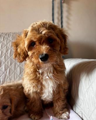 Cuccioli Maltipoo in Maltese