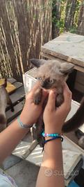Gatti Siamesi thai