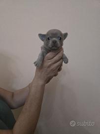 Chihuahua