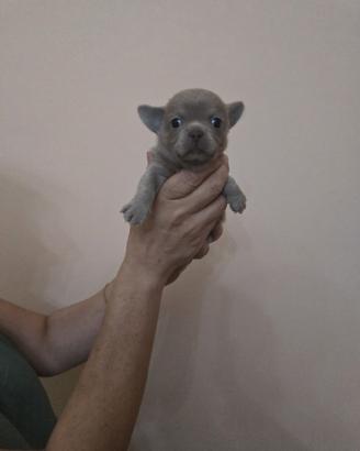 Chihuahua