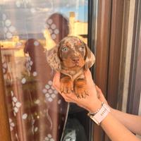 Cuccioli di bassotto arlecchino cioccolato