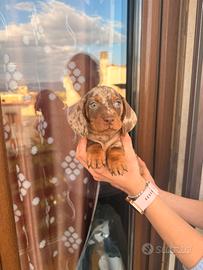 Cuccioli di bassotto arlecchino cioccolato