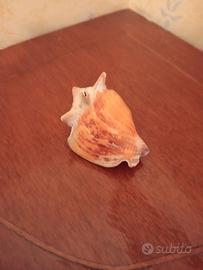 Conchiglia piccola