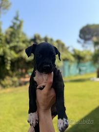 Amstaff con pedigree