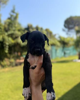 Amstaff con pedigree