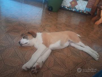 Pastore asia centrale