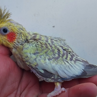 Pulli calopsite da imbecco taglia grande