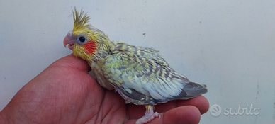 Pulli calopsite da imbecco taglia grande