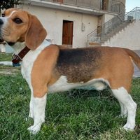 Splendido Beagle con Pedigree per Monta