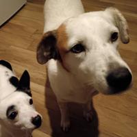 Cane meticcio TG media