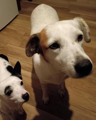 Cane meticcio TG media