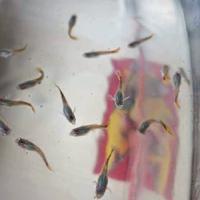 Avannotti di guppy
