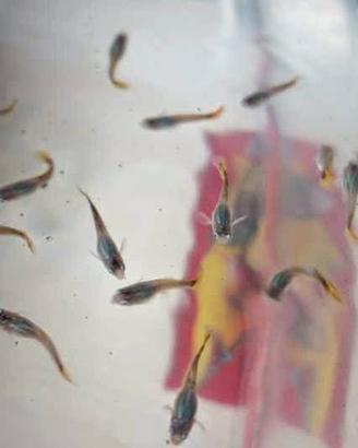 Avannotti di guppy
