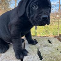 Cucciolo di Cane Corso