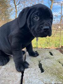 Cucciolo di Cane Corso