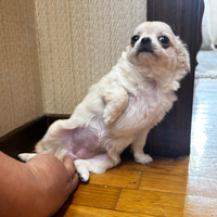 Cuccioli Chiguagua con Pedigree