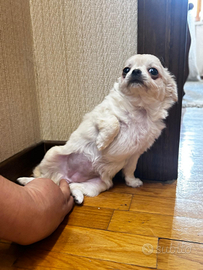 Cuccioli Chiguagua con Pedigree