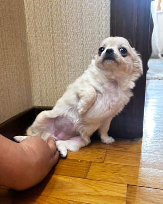 Cuccioli Chiguagua con Pedigree