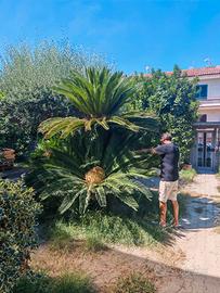 Cycas Gigante 