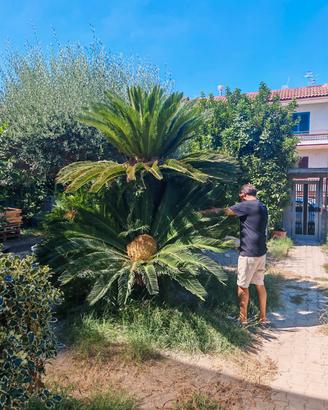 Cycas Gigante 
