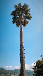 due palme washingtonia