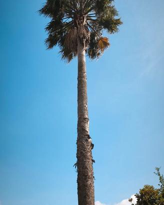 due palme washingtonia