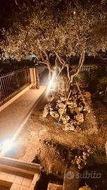 pietre decorative da giardino