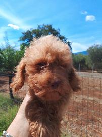 Barboncino toy