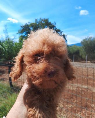 Barboncino toy