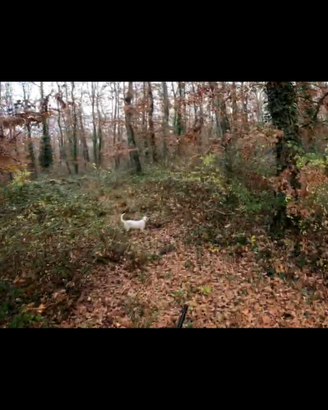 Ambrofellis Desy setter femmina 6 anni completa