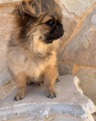 Chihuahua
