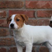 Vendita cuccioli di jack russell