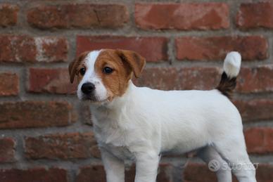 Vendita cuccioli di jack russell