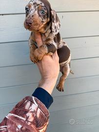Cucciole di Bassotto Arlecchino Cioccolato