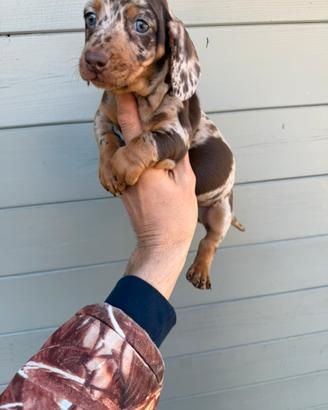 Cucciole di Bassotto Arlecchino Cioccolato