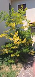Pianta mimosa