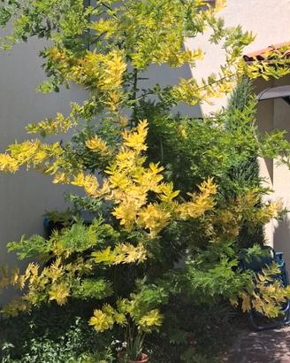 Pianta mimosa