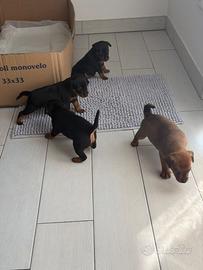 PINCHER maschio