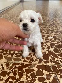 Cuccioli di maltese