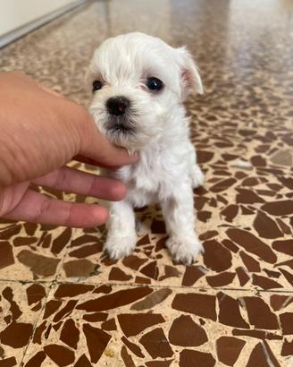 Cuccioli di maltese