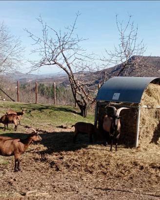 Gruppo capre Camosciate