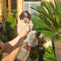 Lagotto