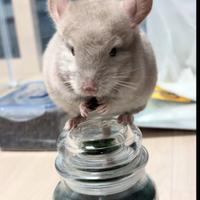 Cincillà coppia 5 mesi di vita